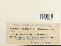 Grimmia elongata image