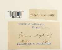 Grimmia elongata image