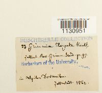 Grimmia elongata image