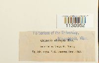 Grimmia elongata image