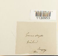 Grimmia elongata image