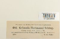 Grimmia hartmanii image