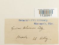 Grimmia hartmanii image