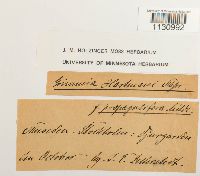 Grimmia hartmanii image