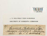 Grimmia hartmanii image