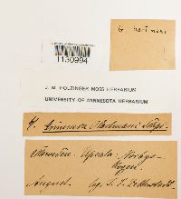 Grimmia hartmanii image