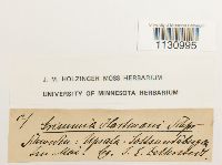 Grimmia hartmanii image