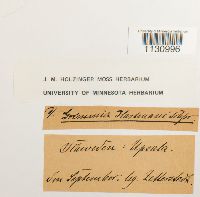 Grimmia hartmanii image