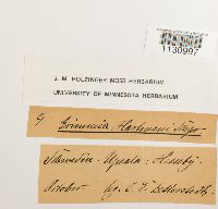 Grimmia hartmanii image