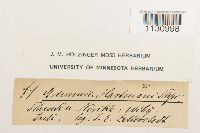 Grimmia hartmanii image