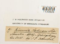 Grimmia hartmanii image