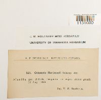 Grimmia hartmanii image