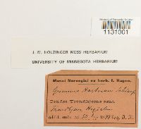 Grimmia hartmanii image