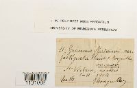 Grimmia hartmanii image