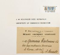 Grimmia hartmanii image