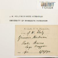 Grimmia hartmanii image