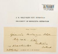 Grimmia hartmanii image