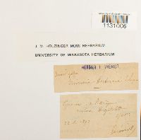 Grimmia hartmanii image