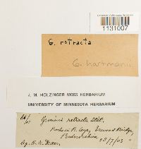 Grimmia hartmanii image