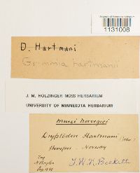 Grimmia hartmanii image