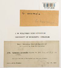 Grimmia hartmanii image