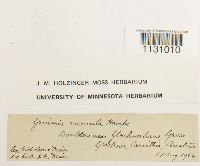 Grimmia hartmanii image