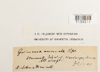 Grimmia hartmanii image