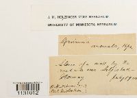 Grimmia hartmanii image