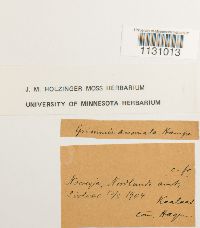 Grimmia hartmanii image