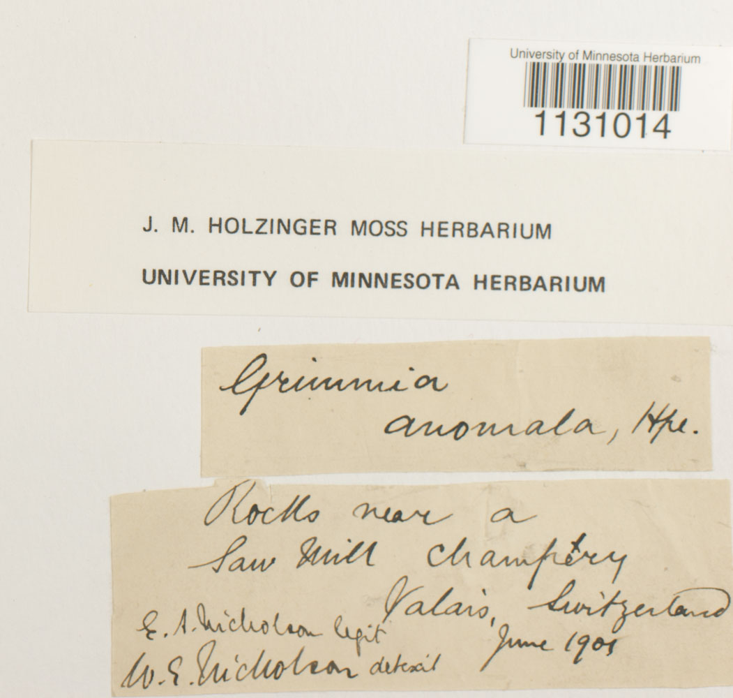 Grimmia hartmanii image