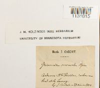 Grimmia hartmanii image