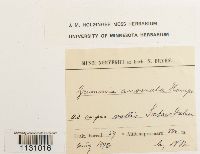 Grimmia hartmanii image