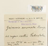 Grimmia hartmanii image