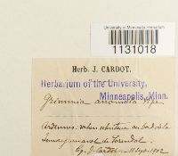 Grimmia hartmanii image