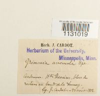 Grimmia hartmanii image