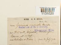 Grimmia hartmanii image