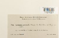 Grimmia hartmanii image