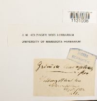 Grimmia laevigata image