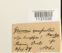 Grimmia laevigata image