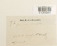 Grimmia laevigata image