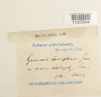 Grimmia laevigata image