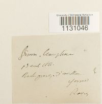 Grimmia laevigata image