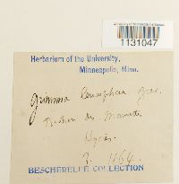 Grimmia laevigata image