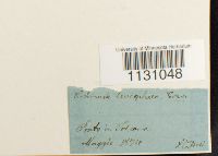 Grimmia laevigata image