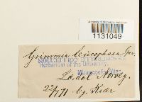 Grimmia laevigata image