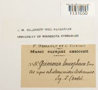 Grimmia laevigata image