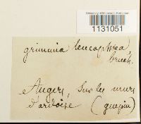 Grimmia laevigata image