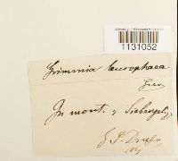 Grimmia laevigata image