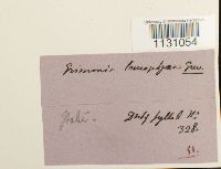 Grimmia laevigata image