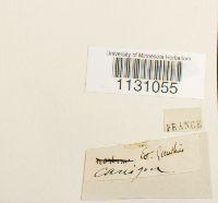 Grimmia laevigata image